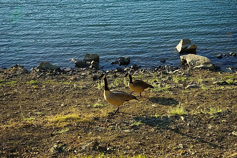 wildlife at berryessa lake